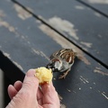 IMG 7042
