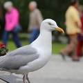 IMG 7067