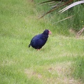 IMG 4527