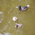 IMG 4532