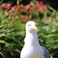 IMG 8497